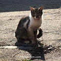 Das unermessliche Leid von Streunerkatzen - hier Beispiel Waldighofen, südl. Elsass