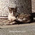 Das unermessliche Leid von Streunerkatzen - hier Beispiel Waldighofen, südl. Elsass