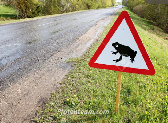 Sie hüpfen wieder: bitte Rücksicht auf Amphibien im Strassenverkehr