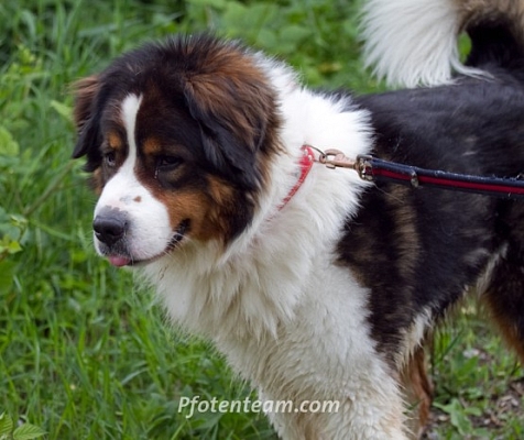 Berner Sennenhund Rüde Bounty in letzter Minute gerettet!
