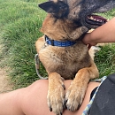 Harri - Sprengstoffsuchhund in Rente