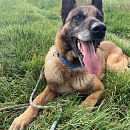 Harri - Sprengstoffsuchhund in Rente