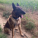 Harri - Sprengstoffsuchhund in Rente