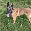 Harri - Sprengstoffsuchhund in Rente