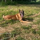Harri - Sprengstoffsuchhund in Rente