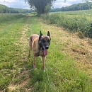 Harri - Sprengstoffsuchhund in Rente