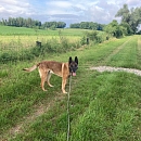 Harri - Sprengstoffsuchhund in Rente