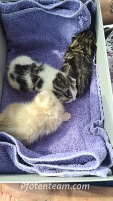 Drei mutterlose Kitten aufgenommen