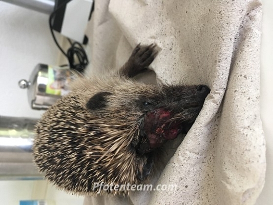 Der Rasenmäher - Gedanken zum sinnlosen Tod viel zu vieler Igel von Dr. med. vet. R. Tschachtli, Basel
