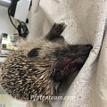 Der Rasenmäher - Gedanken zum sinnlosen Tod viel zu vieler Igel von Dr. med. vet. R. Tschachtli, Basel
