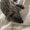 Der Rasenmäher - Gedanken zum sinnlosen Tod viel zu vieler Igel von Dr. med. vet. R. Tschachtli, Basel