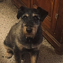 Scotty - rüstiger Senior