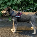 Scotty - rüstiger Senior