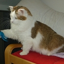 Sofia