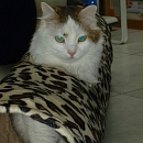 Sofia