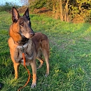 Falko