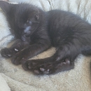 Tinka