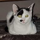 Flori