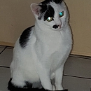 Flori