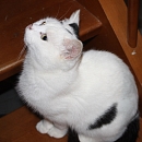 Flori