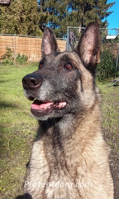 KIRA hat nach 1,5 Jahren eine Familie gefunden!
