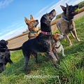 KIRA hat nach 1,5 Jahren eine Familie gefunden!