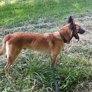 Farouk