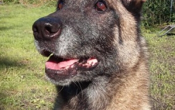 KIRA hat nach 1,5 Jahren eine Familie gefunden!