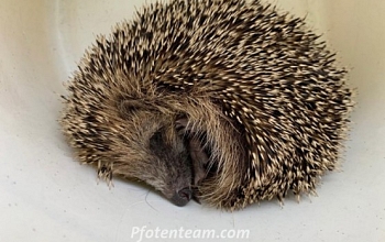 Tagaktiver und völlig abgemagert Igel gefunden - wir haben ihn umgehend unser auf Igel spezialisierten Tierärztin vorgestellt