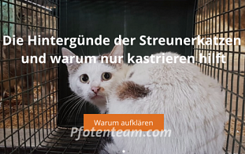Wir suchen Flyerverteiler für unsere Aufklärungskampagne zum Thema Streunerkatzen/ verwilderte Katzen