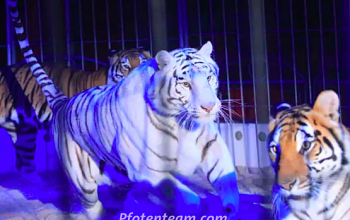 SCHLUSS MIT TIEREN IM ZIRKUS! STOPPT DIE RAUBTIERHALTUNG UND -SHOWS IM LÖRRACHER WEIHNACHTSZIRKUS!