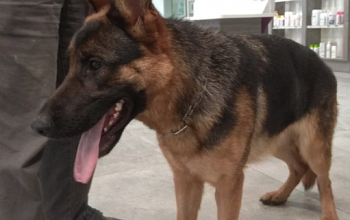 Wieviel ist ein Hundeleben wert? - Für manche Hundebesitzer sehr wenig!