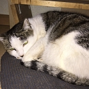 Choupette