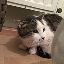 Choupette