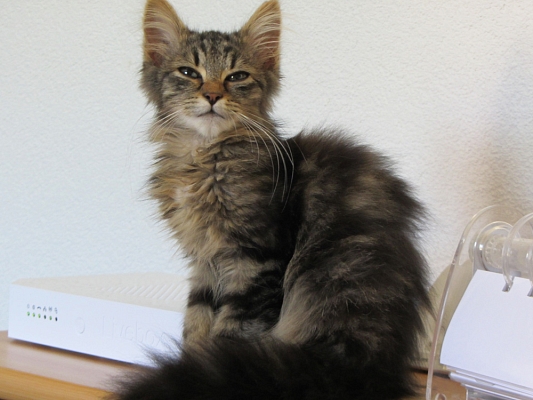 Der kleine Bijou ist gegangen