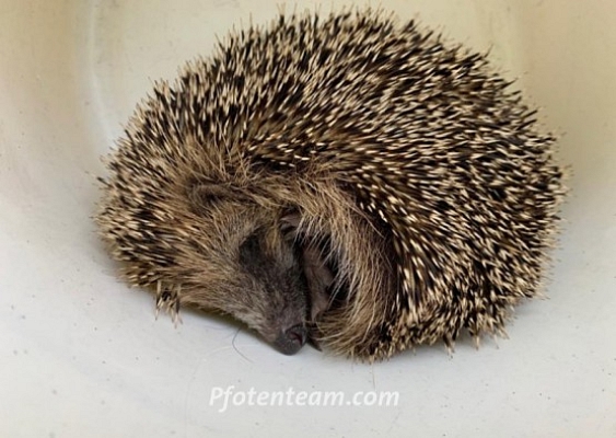 Tagaktiver und völlig abgemagert Igel gefunden - wir haben ihn umgehend unser auf Igel spezialisierten Tierärztin vorgestellt
