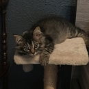 Zeppelin