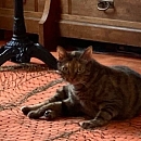 Noisette