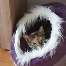 Noisette