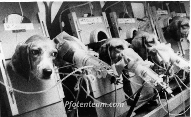 STOP VIVISECTION! NEIN ZU TIERVERSUCHEN. Unterschreiben Sie online!