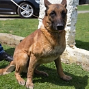 Vasco