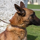 Vasco