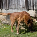 Vasco