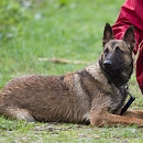 Cheyenne