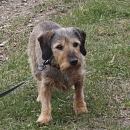 Peggy