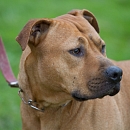 Diego