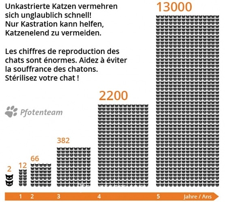 Heute 08.08.2014 ist Weltkatzentag - Nur Kastration verhindert Katzenelend - Seule la castration peut mettre fin à la misère des chats errants!