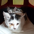 Heute 08.08.2014 ist Weltkatzentag - Nur Kastration verhindert Katzenelend - Seule la castration peut mettre fin à la misère des chats errants!
