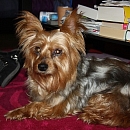 Ulka