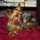 Ulka
